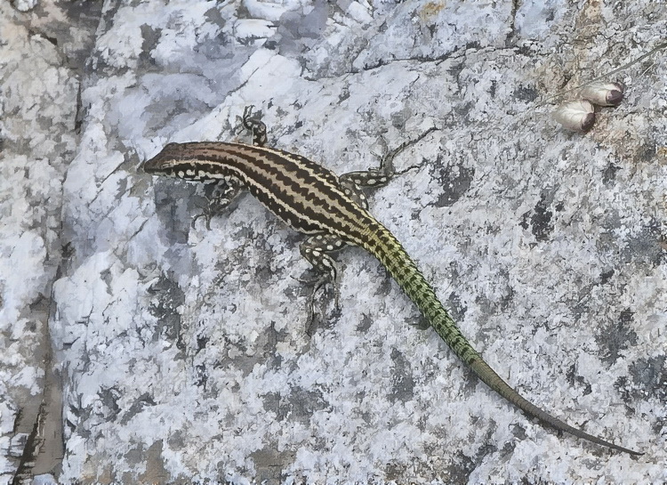 Podarcis tiliguerta - Lucertola tirrenica